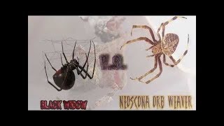 Black Widow Spider v s Orb Weaver Spider [upl. by Humberto]