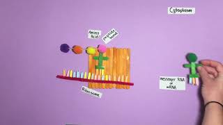 Polypeptide Synthesis Model [upl. by Romito]