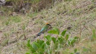 Rainbow Beeeater nest building Hervey Bay Qld [upl. by Proudfoot916]