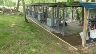 Rottweiler dog kennels Nashville Tennessee  Rottweiler breeders in TN  Rottweiler puppies [upl. by Nuj]