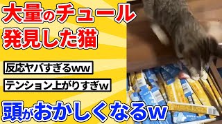 【2ch動物スレ】隠された大量のチュールを見つけたのが嬉しすぎて狂った猫ｗｗｗｗｗ [upl. by Steffie]