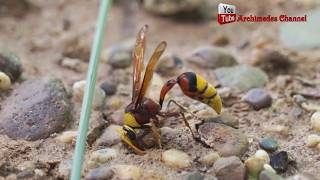 Hornet and Ceriana wasp Nature observations [upl. by Farlee]