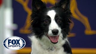 Watch 5 of the best WKC Dog Show moments to celebrate National Puppy Day  FOX SPORTS [upl. by Gnes]