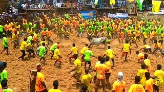 MPUDHUR Jallikattu Full videos  அடங்க மறுத்த காளைகள் amp மடக்கி பிடித்த காளையர்கள்  1604 2017 [upl. by Eggett]