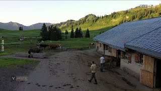 Alpsommer Familie Felder auf der Alpe Saluver [upl. by Hameean]