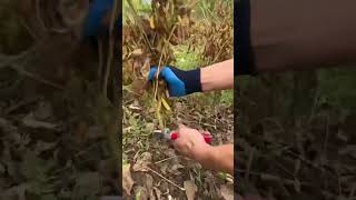 Harvest soybeans [upl. by Lenaj]