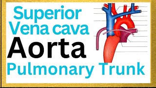 Chapter8 fastest revision Superior Vena Cava Pulmonary trunkAorta heart drnajeeblectures [upl. by Yrem]