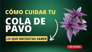 Guía completa para cuidar tu planta Cola De Pavo Strobilanthes ¡Todo lo que necesitas saber 💜 [upl. by Kedezihclem]