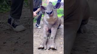 世界上最醜陋的動物 自然奇境科普季 動物解說 巴西貘 animals cuteanimals funnyanimals 動物世界 動物世界 動物科普 神奇動物 [upl. by Yrahca]