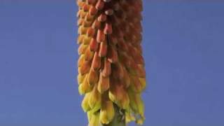 Kniphofia flower timelapse [upl. by Quintana]