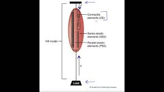 The Hill model for muscle contraction [upl. by Llehcram]