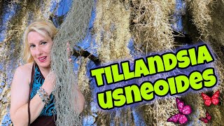 TILLANDSIA USNEOIDES barba de viejo CUIDADOS y REPRODUCCION [upl. by Meldon]