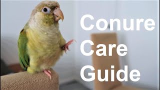 Conure Care Guide  Everything You Need To Know  BirdNerdSophie [upl. by Ettennad]