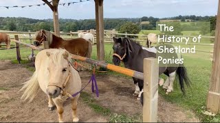 Learn about the Shetland Pony Part 2 The History of Shetland Ponies TV Episode 380 [upl. by Ecinue]