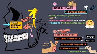 Mandibular nerve branches amp relations [upl. by Sudnak]