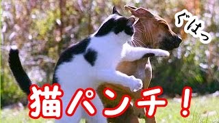 ネコvs犬の瞬間がマジで面白かわいすぎるｗ 動画 cats vs dogs [upl. by Aidua]