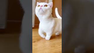 Cutie pie cat 😍 everyone viralvideo animals love cute cat funny subscribe music browneyes [upl. by Nahtannoj]