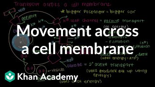 How do things move across a cell membrane  Cells  MCAT  Khan Academy [upl. by Rumpf]