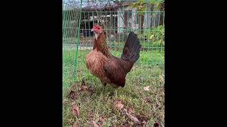 Beautiful Gilmore Hatch Brood Hen • Noah Brower Farm gamefowl gamefarm [upl. by Frasch]