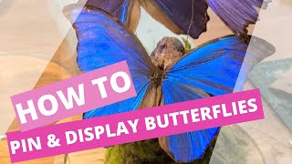 Relaxing pinning and displaying real Morpho butterflies in a glass dome [upl. by Anisor752]