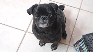 Black Pug Chief Getting A Peanut Butter Filled Kong [upl. by Jurgen]