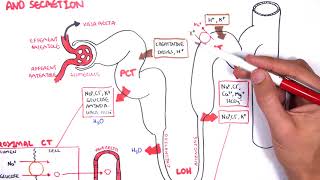 Nephrology  Physiology Reabsorption and Secretion [upl. by Ru890]