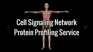 Cell Signaling Network  Protein Profiling Service [upl. by Ahsimac959]