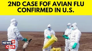 Avian Flu Threat  Second Human Case Confirmed In US First In Texas  US News Today  N18V [upl. by Ruthven]