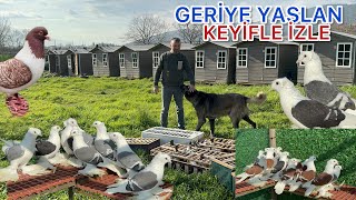 BU ADAM KAFAYI YEMİŞ ŞU GÜVERCİNLERE BAK [upl. by Lonni]