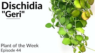 How To Care For Dischidia quotGeriquot  Plant Of The Week Ep 44 [upl. by Autrey]