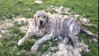 Spanish Mastiffs DO shed [upl. by Rabkin]