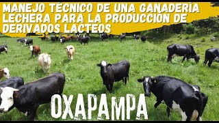 Cómo MOSEL en Oxapampa produce los mejores derivados lácteos de ganado vacuno lechero [upl. by Oleusnoc]