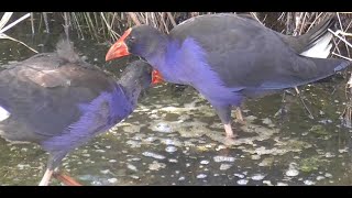 Purple Swamphens in shallow water [upl. by Fryd935]