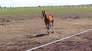 baby foal whinny [upl. by Zebe]