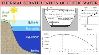 Thermal Stratification Summer Stratification Winter Stratification Fall Overturn Spring Overturn [upl. by Migeon926]