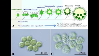 Misunderstanding Multicellularity [upl. by Frendel37]