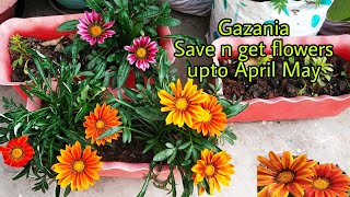 Gazania से फूल ले अपैल व मई तक और कैसे बचाऐ गर्मियो मेHow to save gazania in summer n get flowers [upl. by Ailedamla34]