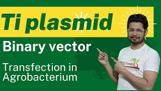 Binary vector ti plasmid  transfection in plant agrobacterium tumefaciens [upl. by Kristofer]