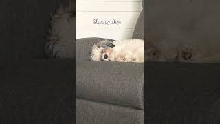 Sleepy dog [upl. by Hay]