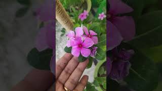 Hybrid vinca flower blooming start 🤩🤗 [upl. by Modnar]