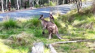 Christmas 2023 With Cockatoos Kangaroos amp Koalasxmas wildlife nature native subscribe [upl. by Andryc]