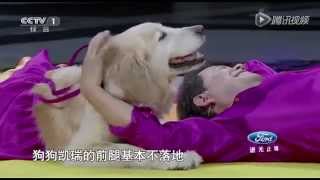 Famosa perrita baila en China [upl. by Iolande870]