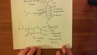 Penicillin and Beta Lactamases Part 2 [upl. by Iluj]