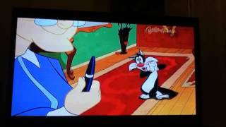 Sylvester the Cat  Chasing Laser Pointer [upl. by Nigam]