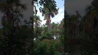 Can you hear the macaws and other birds singing brazilian trip travel birds amazon pantanal [upl. by Barty449]