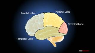 Human Brain [upl. by Dermot640]