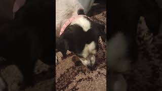 Pierogies 4 Ziggys pt 2 shorts funny viralvideo puppy [upl. by Rauscher896]