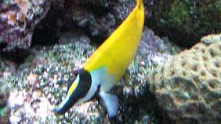 Foxface Rabbitfish [upl. by Nylhtak36]