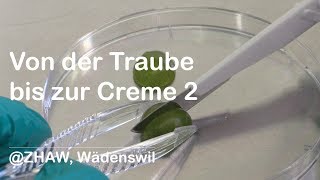 Von der Traube bis zur Creme 2 Oberflächensterilisation und Kallusinduktion [upl. by Ecinhoj]