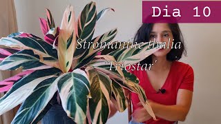 Stromanthe thalia Triostar Dia 10 de 30 30 dias de planta [upl. by Lledualc]